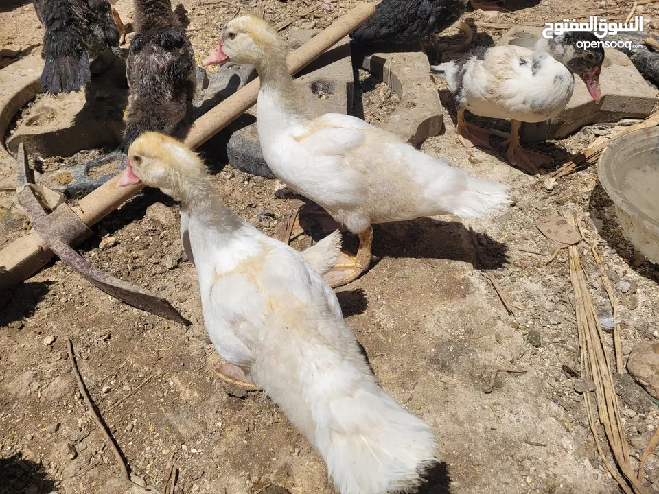 بطط مرتب لحم خرافي لانه مهتمين بغذائه يوجد أحجام مختلفه + يوجد حجل لحم مرتب + بيض بط+ بيض حجل