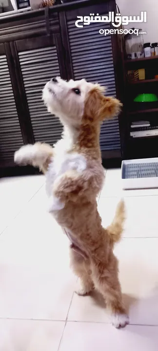 (send me whatsup)Male /Mini malltipoo/5 months old