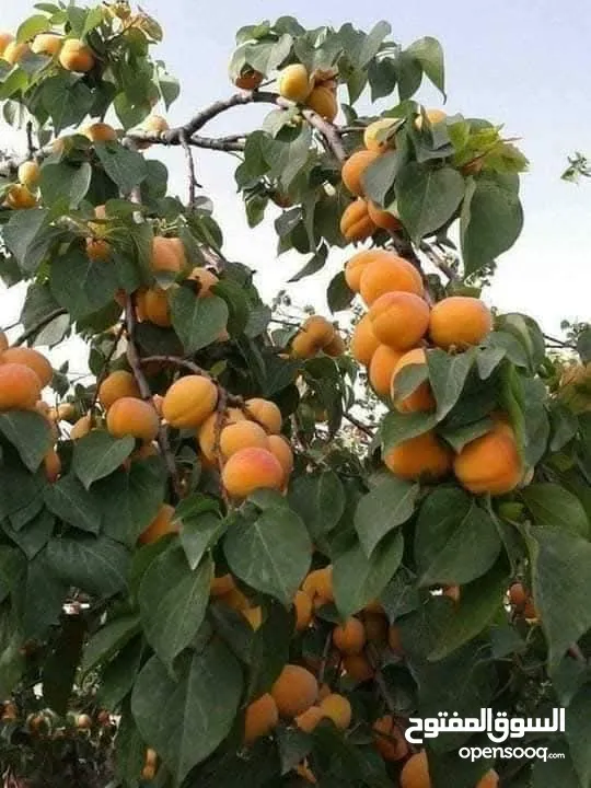 زراعة الحدائق
