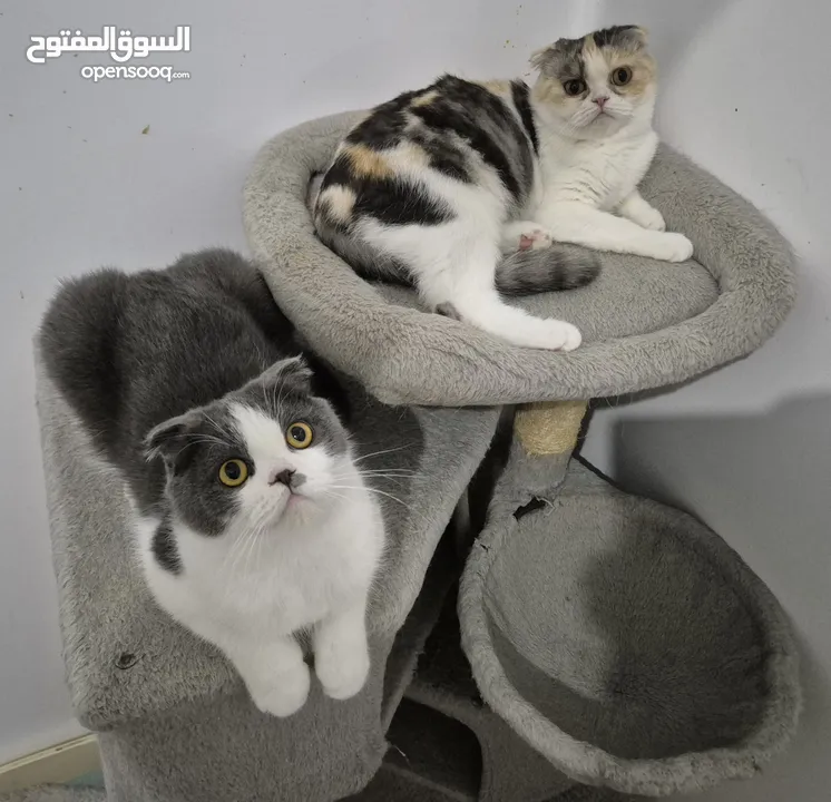 Scottish fold for adoption