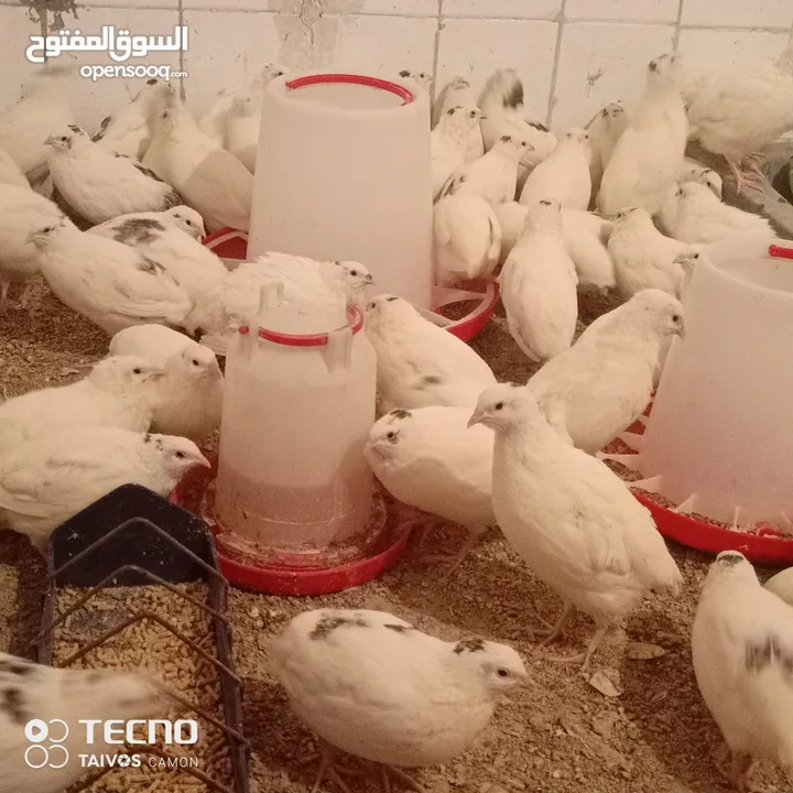 فر ابيض صحة ونضافة عمر اقل من 45 يوم