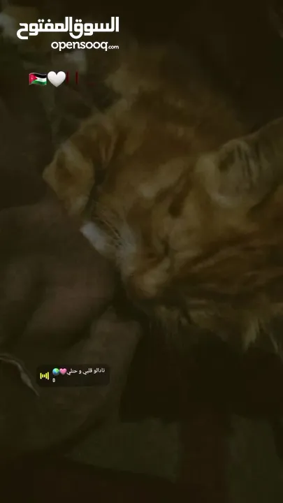 بسبوس صغير عمرو حوالي تلات اسابيع لعوب وكيوت و بيوكل طبيعي  اقراء الوصف.....................؟؟.؟؟؟؟