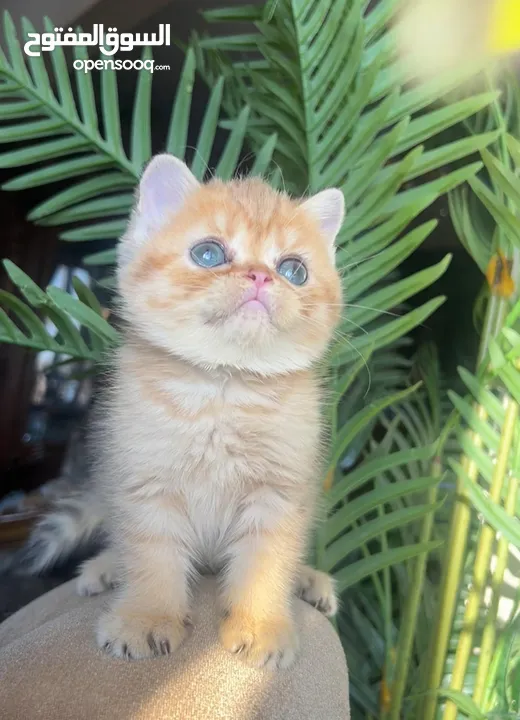 Scottish girl Registered & imported parents from Russia