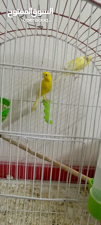 جوزين جوز كرزي تحته فراخ وجوز ليموني