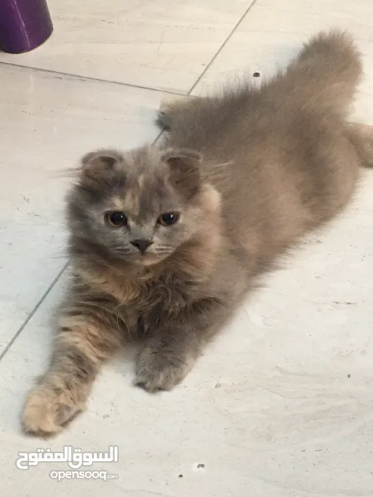 Scottish fold and Scottish streat