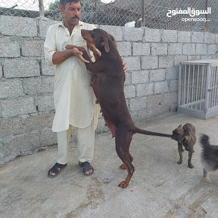 فرنش بلدوغ و بومرينين Pomeranian and French Bulldog