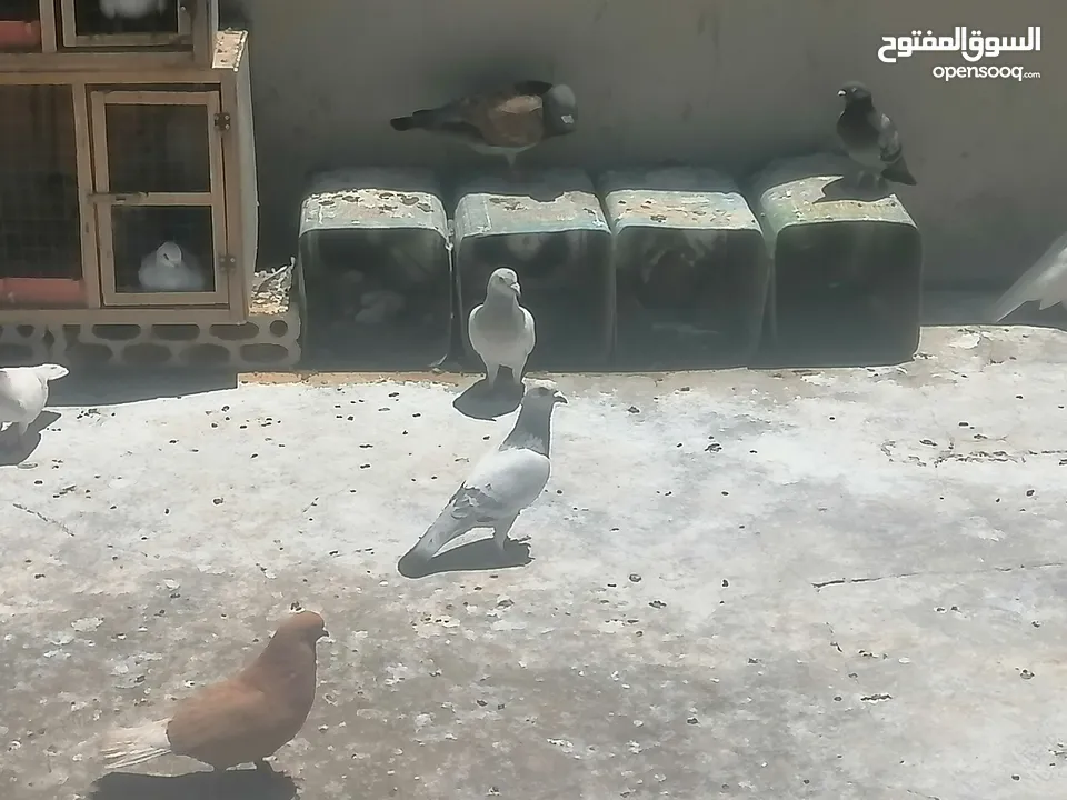 حمام للبيع