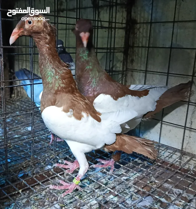 حمام الماني نخب جواز وفردات