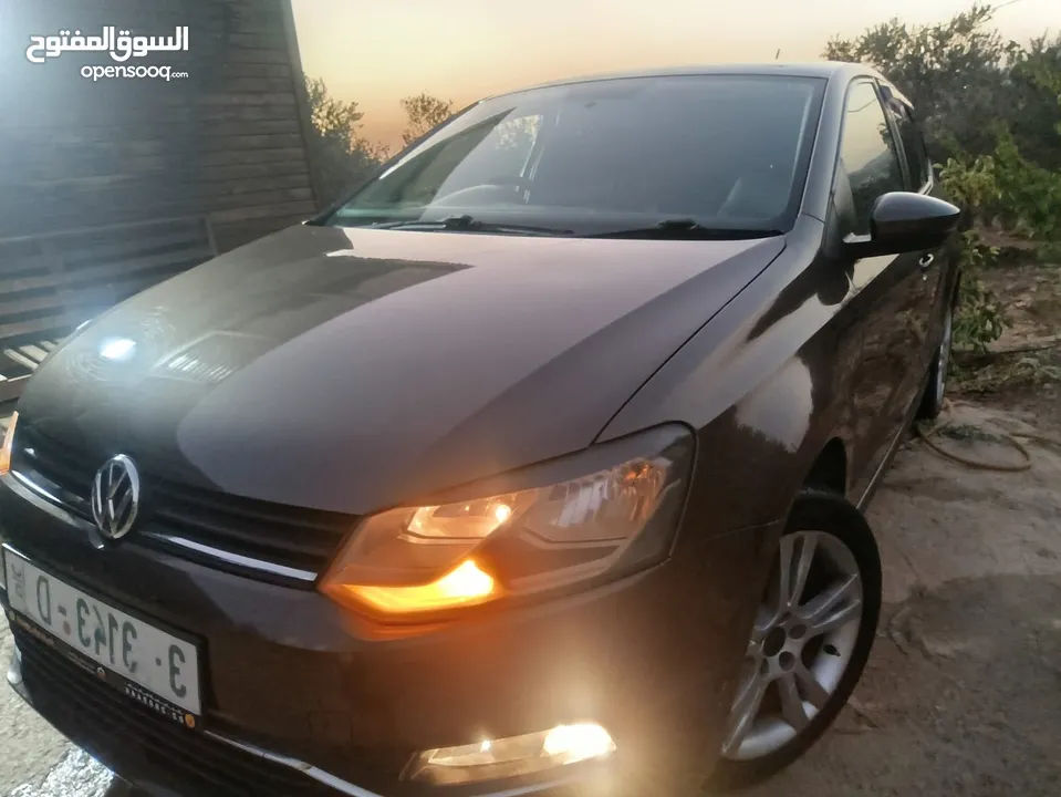 بولو جير عادي الحبة النادرة باللون و الجمال و الفحص
