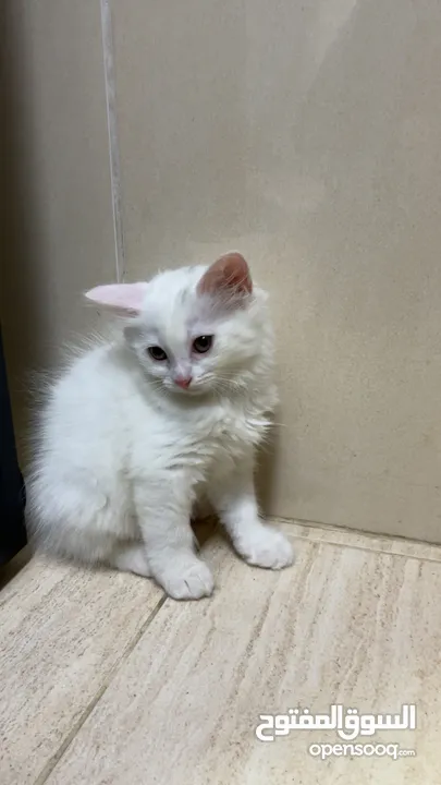 برتش مكس شيرازي