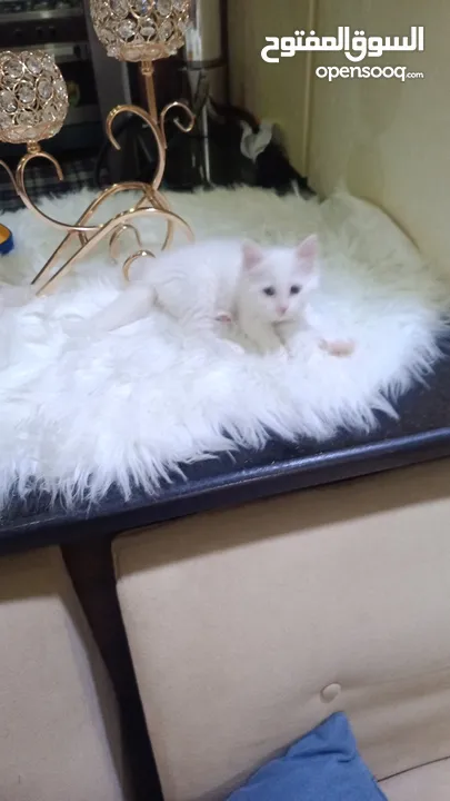 للبيع قطه ميكس (kitten) كما في الصور  بصحه ممتازه ماخده المطاعيم متعوده على دراية فوود واللتر بوكس.