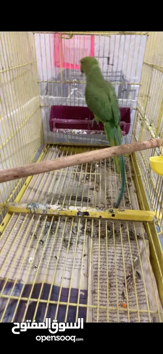 ذكر دراره للبيع او بدل علا انثا روز