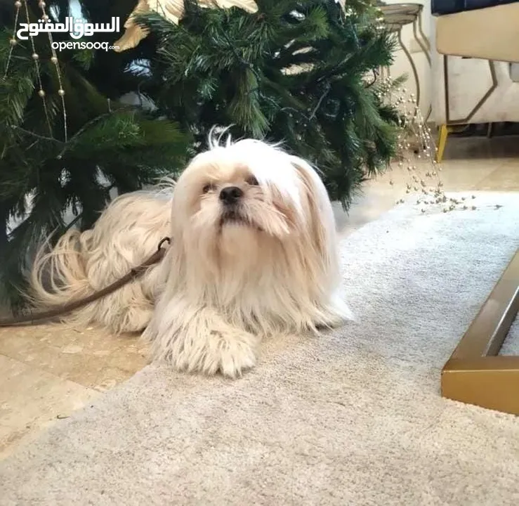 ذكر شيتزو وراد اوكارنيا