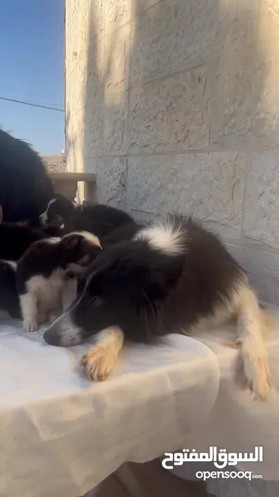 Border collie لاول مرة في الاردن