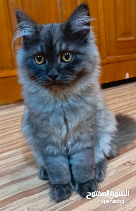 قطط شانشيلا وشيرازي