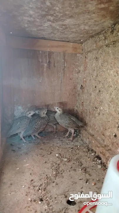 حجل بلدي عمر 3 شهور للبيع