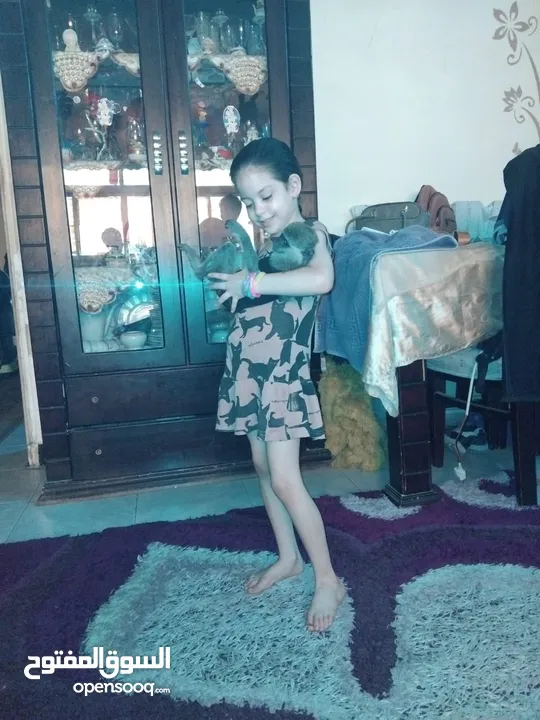 نسناس هادي للبيع