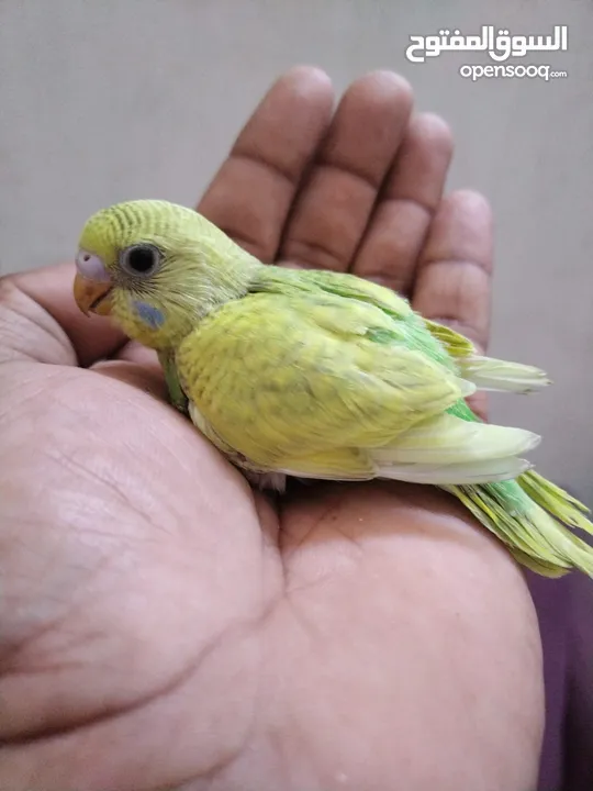 Love bird pair with baby