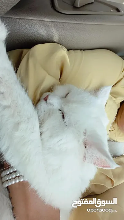 percian socialy kind withot voice persian cat