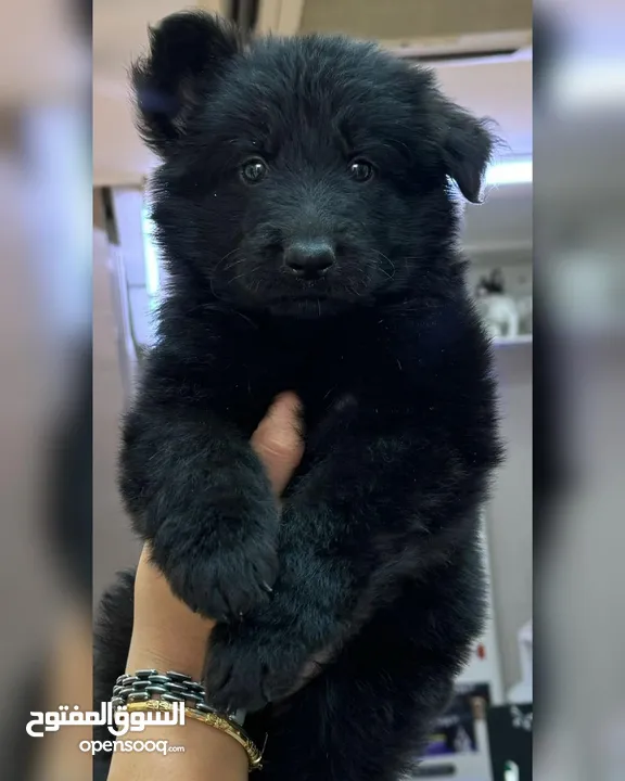 Royal black puppies يراوه رويال بلاك