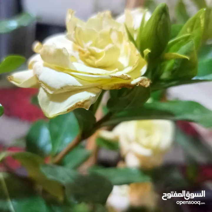 مشتل بيتي متوفر انواع زينة خارجية وداخلية والتوصيل بأسعار رمزية