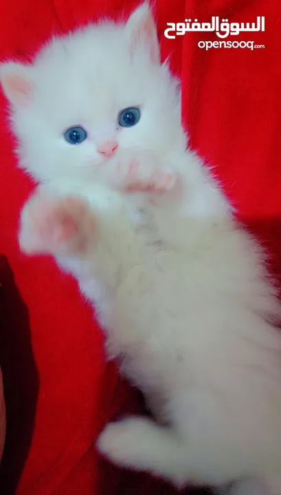 Available kittens for sale high quality breed Cats (Silver British breed & Scottish straight breed.)