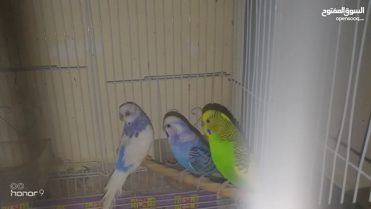 3 budgies with big cage