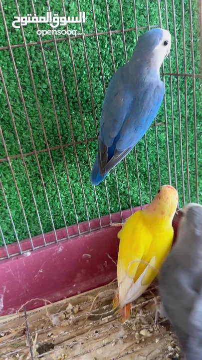 طيور روز عضوة صحه ونظافه