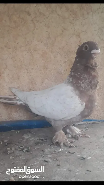 موجود جواز وفراخ مجريد بواقي 234 لبيع في الزرقا