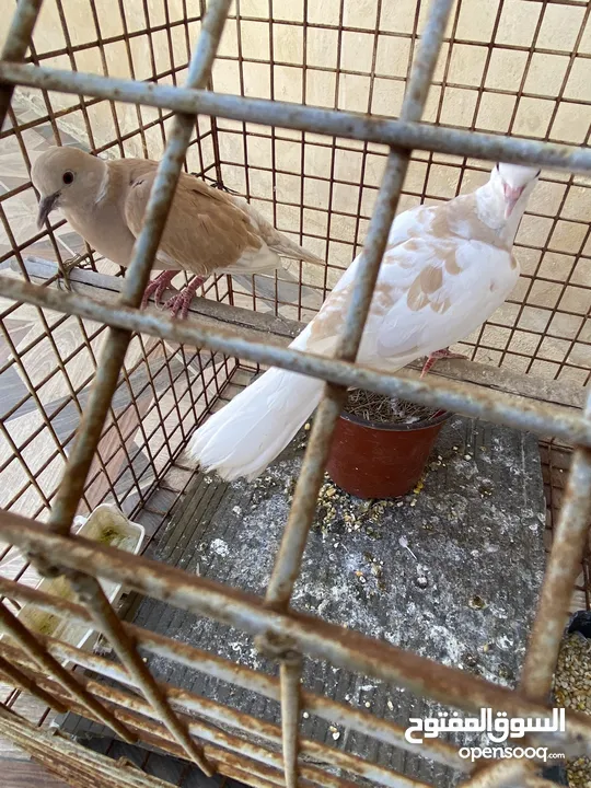 2 جوزين حمام كريم (يمام) للبيع جوز شغالات تحتهم بيض