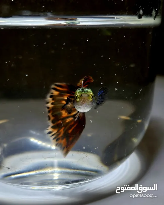 Hybrid guppies for sale