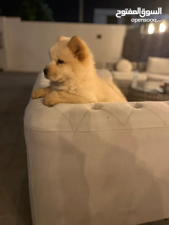 جراوي تشاوتشاو chowchow puppy ذكور