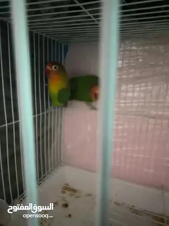 Parrot for sale