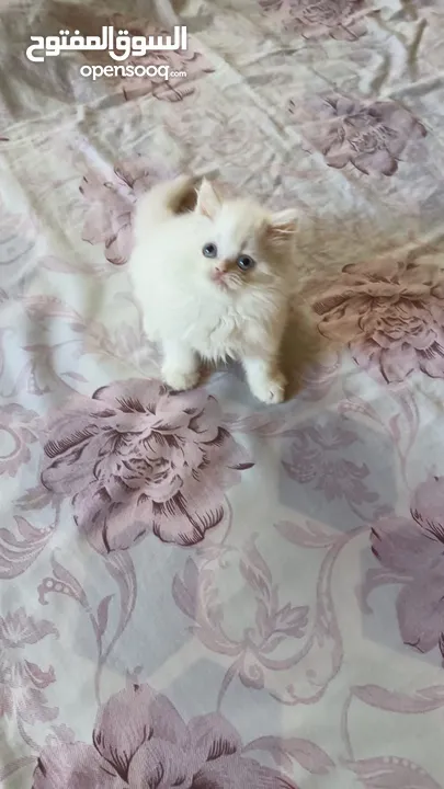 White Pure Persian Kitten