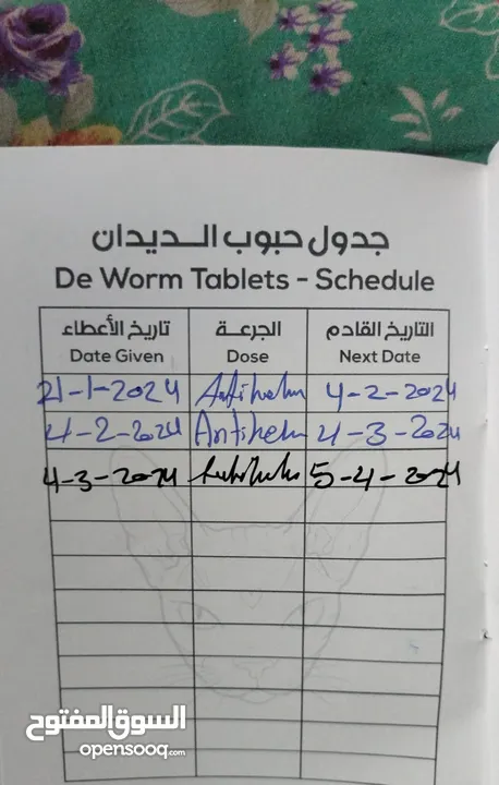 قطه بيضه هملايا مع القاحات والاغراض