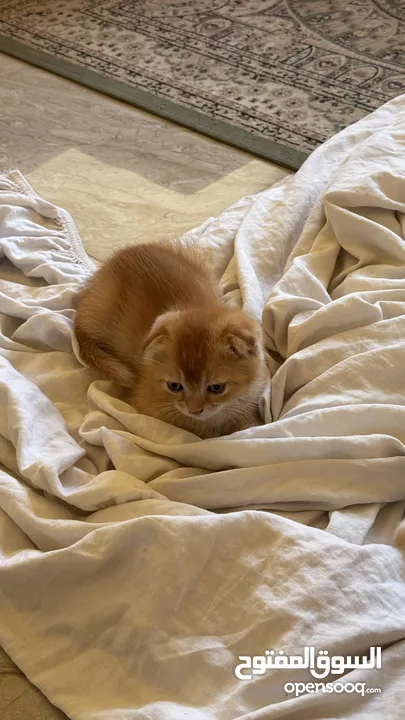 Golden and blue folded Scottish cat  جولدين سكوتش فولد عمر ثلاث شهور مستوى خارق