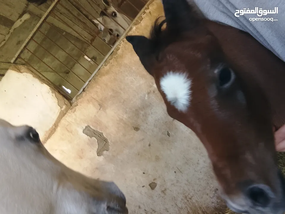 مهر عربي اصيل مع اوراق مواليد شهر 4/2025