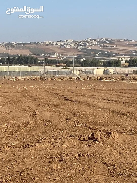 اراضي مميزة جدا في منجا للبيع