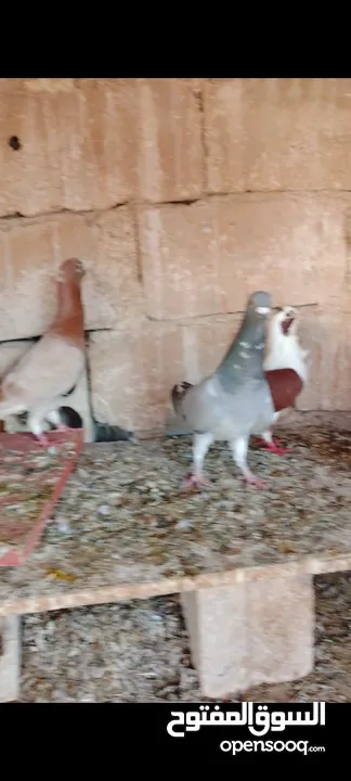 6 جواز شغالات للبيع اقراء الوصف قبل ماترن  كل جوز اله سعر؛او كوم ع 5 الجوز
