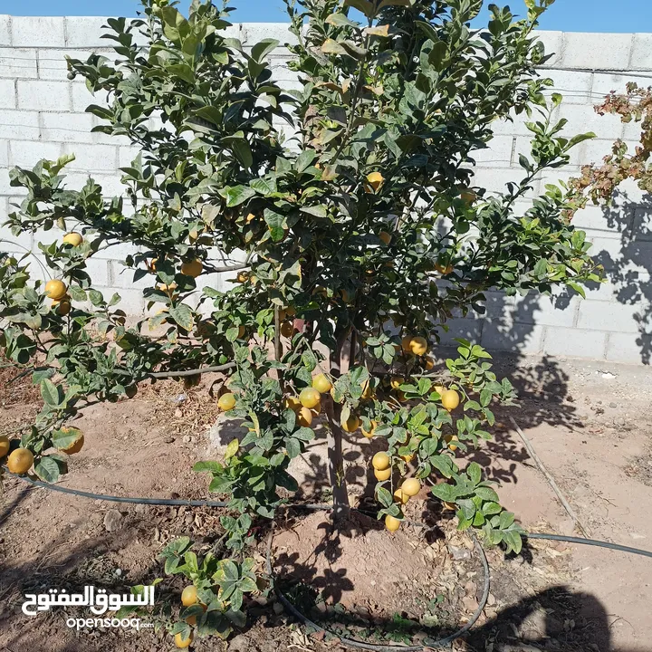 مزرعة أشجار للبيع اقساط/ كاش