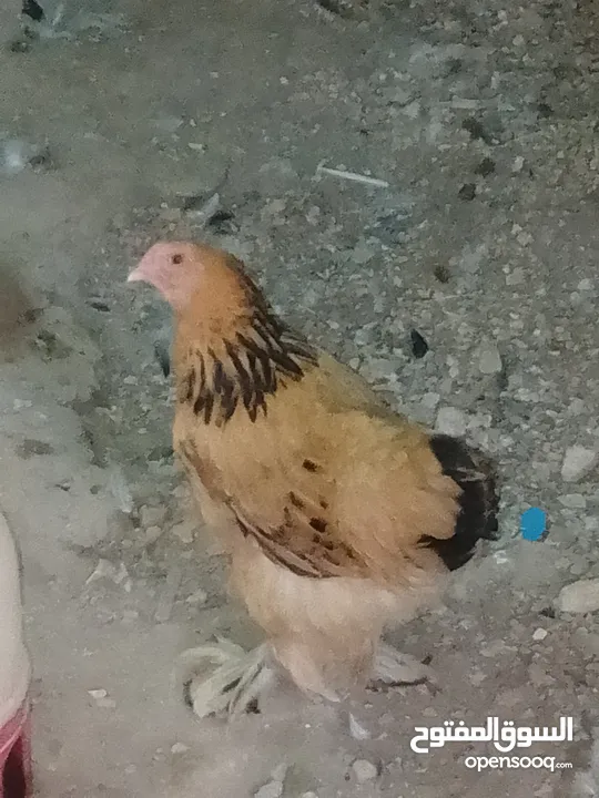 بيض براهما+صيصان براهما
