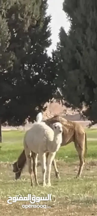 بكره للبيع العمر سنه ونص وظحى