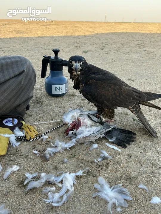 جير شاهين للبيع الرقم واتساب فقط