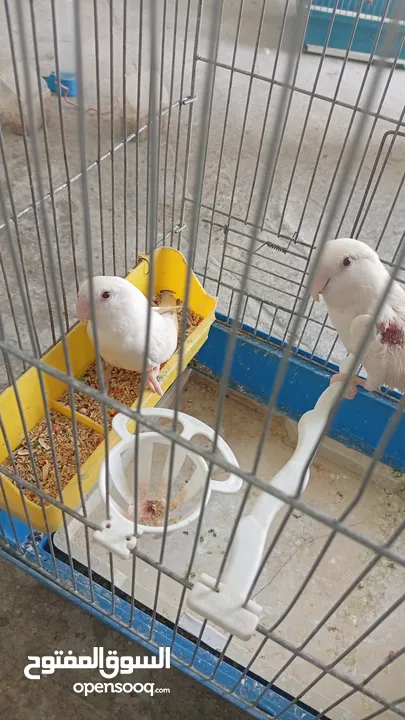 متاح جوز روز ابيض عين حمرا شغالات وبجهز لبطن جديد