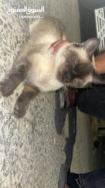 قطه سكوتش