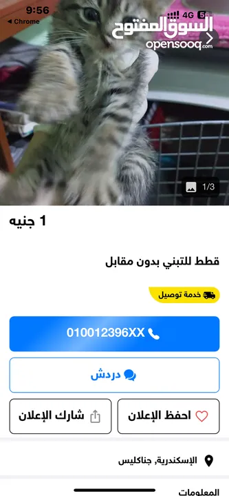 قطه للتبني Cat for adoption