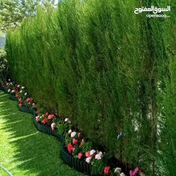 جميع انواع الاشجار  وفريق لصيانة وتنسيق جميع الحدائق والأشجار