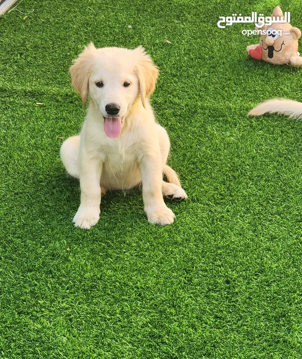 GOLDEN RETRIEVER PUPPY