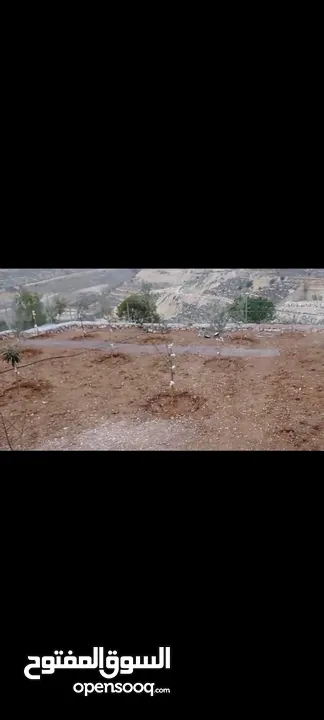 قطعة أرض مرتبة معمرة وجاهزة