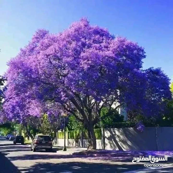 مشاتل تامر الزراعية